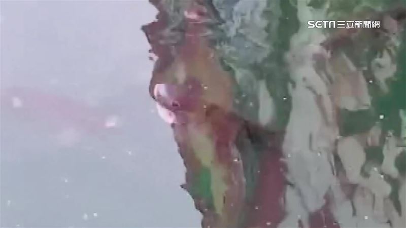 有異象？日月潭台灣鯛群體浮頭影片曝