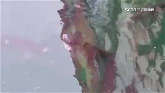 有異象？日月潭台灣鯛群體浮頭影片曝