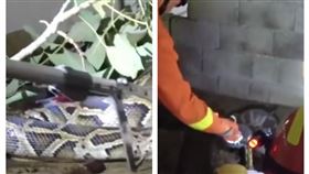 中國有蛇吞掉三隻羊（圖／翻攝自白鹿視頻微博）