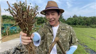 台灣原生種「一條根」筋骨痠痛都靠它