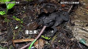 ▲紫豔大白星天牛外型以美麗的紫色金屬光澤包覆，上面再點綴白色斑點。（ 圖／皮特玩自然　授權）