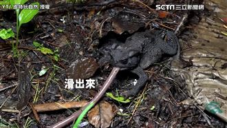 點夜燈引巨型甲蟲　巧遇萌啾吉吞蚯蚓