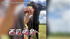 ▲牛。（圖／AP ／Caters News／BRYNN WADE　授權）