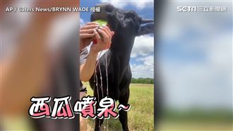 小牛因農場主人改變命運　狂吃爆紅