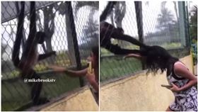拍籠子挑釁！女童下秒遭潑猴「扯頭皮猛拽」　嚇壞奔逃（圖／翻攝自jesus_lara1抖音）