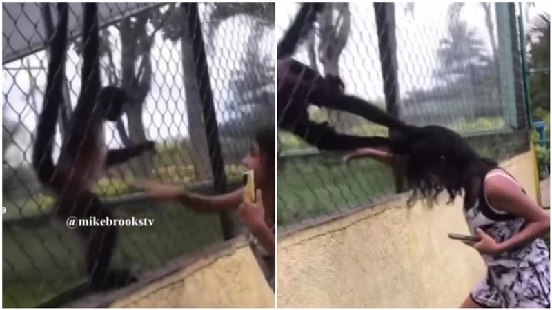 挑釁動物園猴！女童下秒遭扯頭皮猛拽