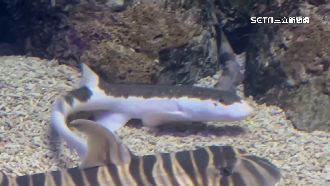 變種狗鯊現蹤澎湖　機率僅十萬分之一