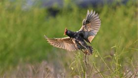 夏候鳥「董雞」現蹤台南將軍相當罕見的夏候鳥「董雞」近來在台南市將軍區農田現蹤，吸引全台鳥友架著大砲鏡頭前來搶拍朝聖。（李進裕提供）中央社記者張榮祥台南傳真  111年7月22日