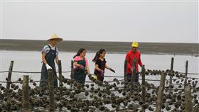 浩子,海牛採蚵,彰化。圖／公視提供