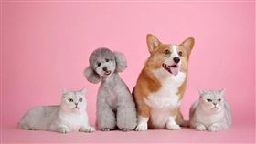 LitoMon怪獸部落單次授權