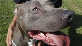 比特犬／（圖／美聯社／達志影像）