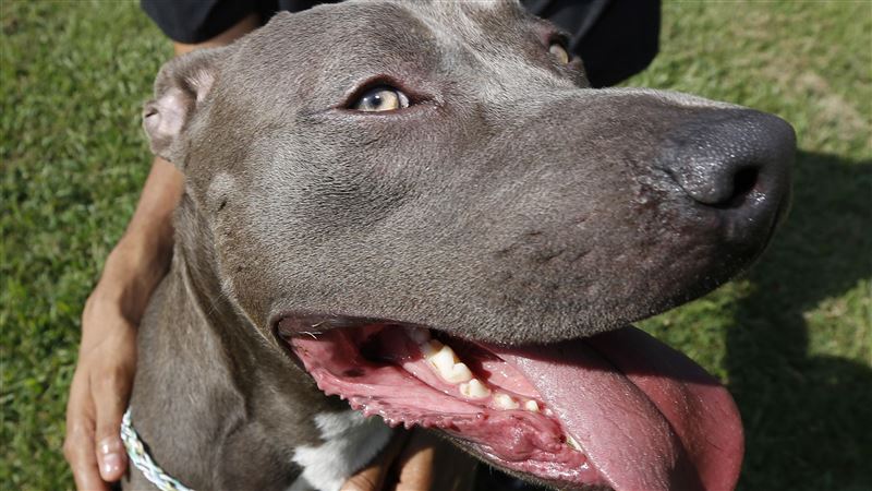 老翁走路去超商　慘遭7隻比特犬咬死