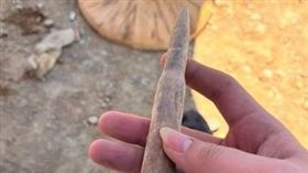 台中哥校園施工挖出阿公級「玉米筍硬物」。（圖／翻攝自爆廢公社公開版臉書）