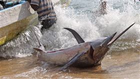 旗魚／（圖／美聯社／達志影像）