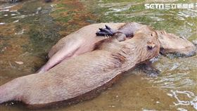 埔心牧場,埔心牧場提供