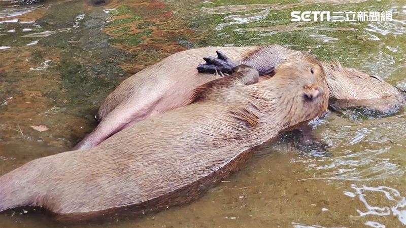 高溫破40熱炸！水豚爽泡水睡到翻肚