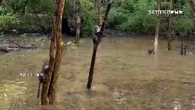 猴跳水秘.境1800