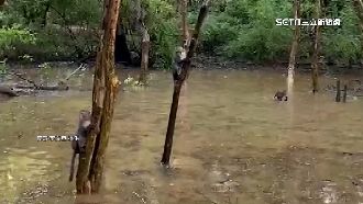雨後才有！柴山水漾森林成獼猴跳水池