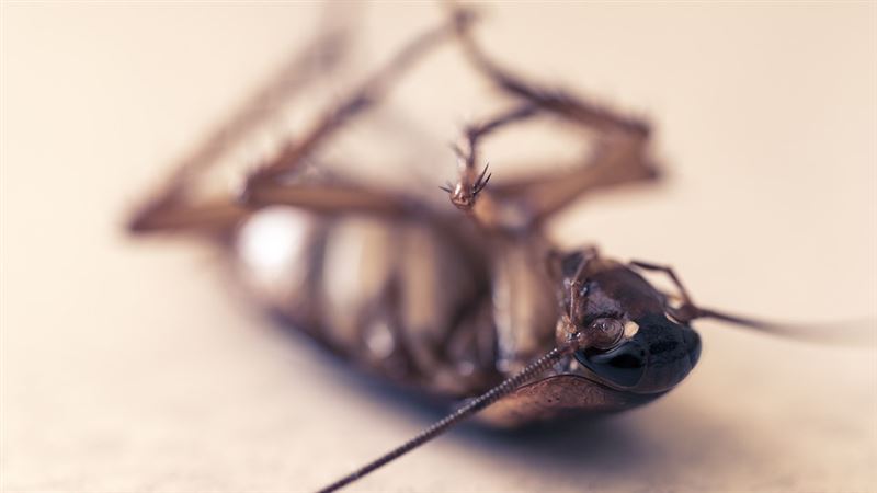 小強白天躲哪？秒懂2種蟑螂關鍵習性