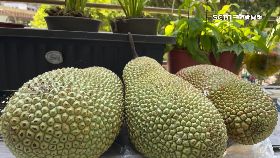 文 榴槤蜜瓦斯1200