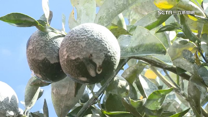 太陽太毒辣！鳳梨戴帽子、水果噴防曬