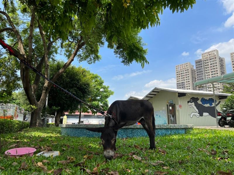 「大眼動物」闖民宅吃草　住戶傻眼