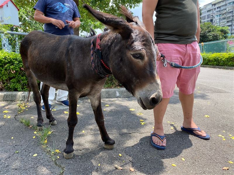 動保員及獸醫師在現場僅發現1頭驢子，住戶一度以為是迷你馬。（圖／翻攝畫面）