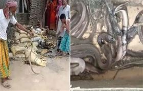 女童玩捉迷藏被咬死　家中捕獲40蛇（圖／翻攝自Yt頻道)