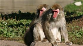 日本西部山口市最近幾週出現猴子攻擊民眾情事，造成42人受傷。圖為日本獼猴。（圖／翻攝自維基共享資源網頁；作者Cburnett，CC BY 3.0）
