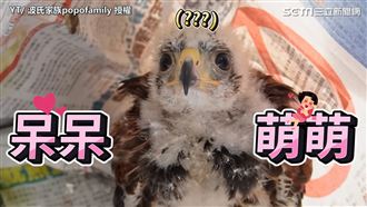 栗翅鷹寶寶太萌啦！堪稱鷹界狗狗服從