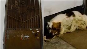 中國河南鄭州「豆豆」忠犬。（圖／翻攝自大參考微博）