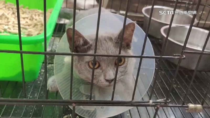 16隻品種貓破百人搶認養　中獎率低