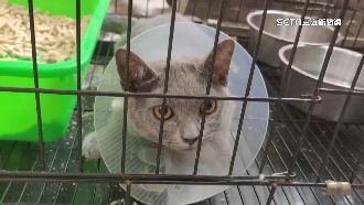 16隻品種貓破百人搶認養　中獎率低