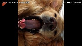 黃金獵犬瞇眼享受專屬SPA 　搥頭舒緩放鬆筋骨網友羨慕