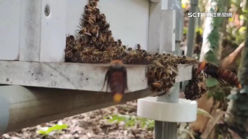 虎頭蜂凶殘捕獵　45萬隻蜜蜂遭殲滅