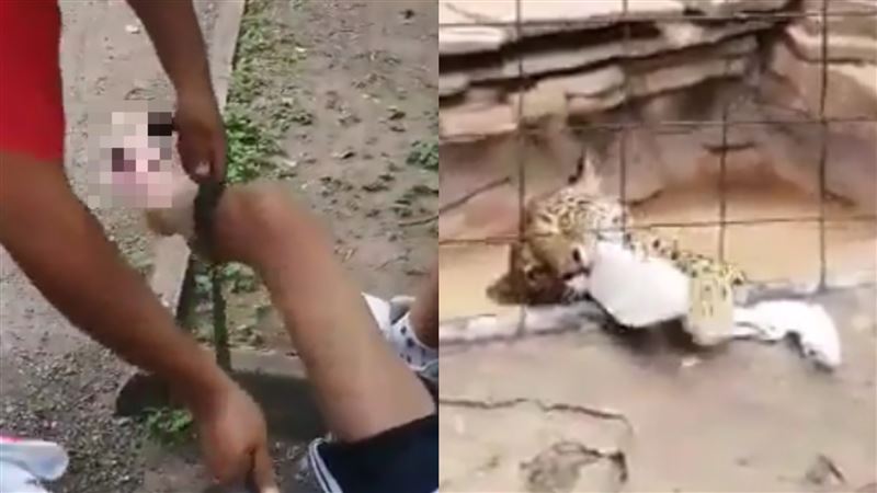 14歲男童闖圍欄自拍　遭美洲豹狠咬