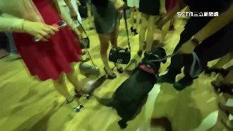 台中臨檢首站金錢豹　酒店小姐排排站