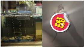 「生猛海鮮」爬天花板！亂竄6秒網驚呆：沒看過這麼新鮮的（圖／翻攝自爆廢公社公開版）