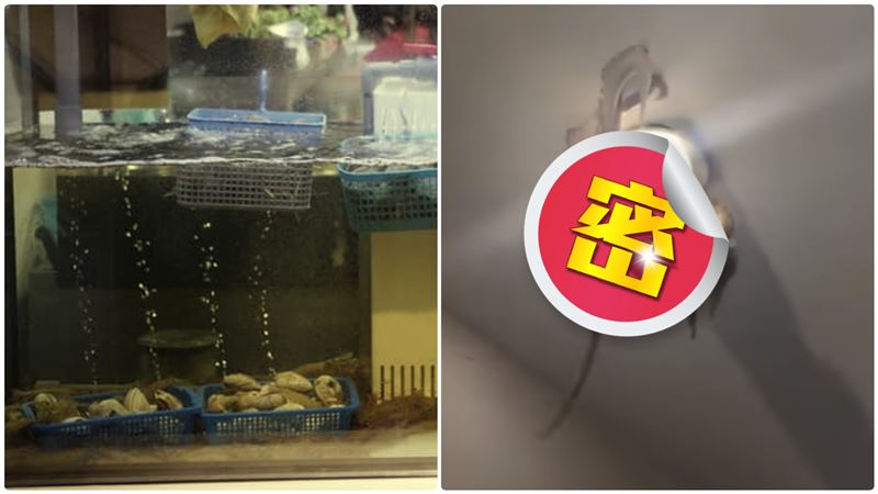 「生猛海產」爬天花板！網驚：好新鮮