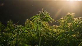 大麻，毒品（圖／翻攝自pixabay）