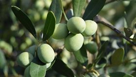 橄欖（圖／翻攝自pixabay）