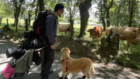台灣黃金獵犬Money朝聖路上遇見牛群來自台灣的黃金獵犬Money在朝聖路上遇見西班牙加利西亞特產的金毛牛，停下腳步好奇觀看。背負同行夥伴行李、以及Money的飼料與拖車的主人，也趁機停步稍事休息。（Burger Han提供）中央社記者胡家綺馬德里傳真  111年7月27日