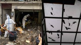  高雄,老鼠,環保局,清潔,鼠窩