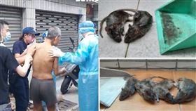 高雄,老鼠,環保局,清潔,鼠窩