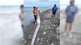 ▲林姓釣客在太麻里海灘釣到1條6公尺長的地震魚，現場釣客一片驚呼。（圖／民眾提供）