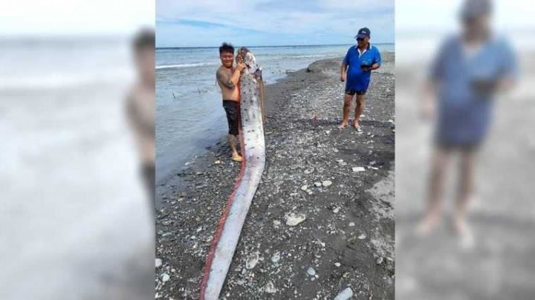 海灘發現巨型怪魚　驚覺是龍宮使者