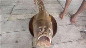 ▲泰國南部喀比府漁夫日前捕捉到一條奇形怪狀的魚，有著貌似人類的嘴巴與眼睛。（圖／翻攝自Newsflare）