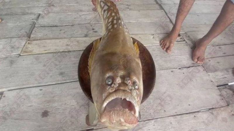 詭異人面魚　皺眉哀傷表情毛骨悚然