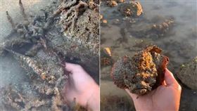 ▲岩石中發現一塊怪石頭，沒想到竟然是一隻魚（圖／翻攝自@Jeffrey Coleman TikTok）