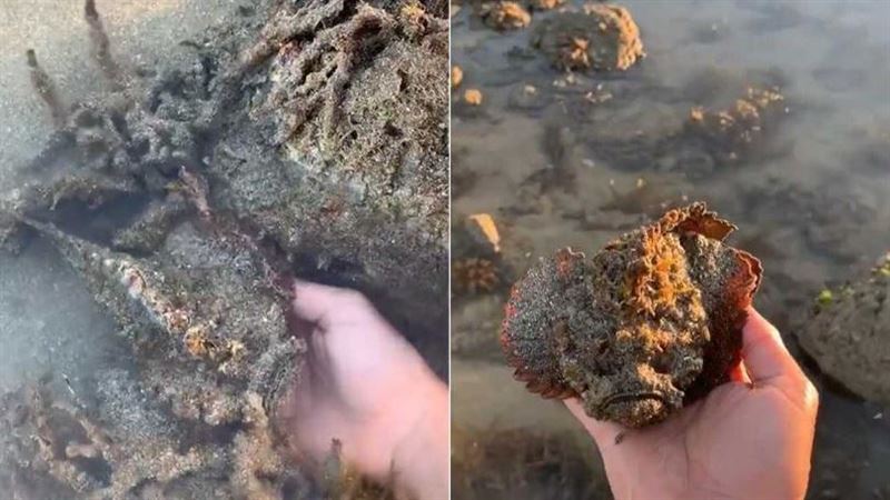 海邊撿到怪石　竟是「世上最毒魚」